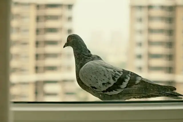 Feather Friendly Bird Glass Window Film